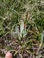 Antennaria lanata