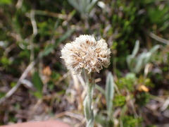 Antennaria lanata