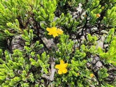 Hypericum laricifolium