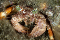 Dardanus pedunculatus