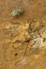 Gordioidea