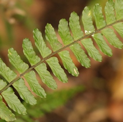 Asplenium lunulatum