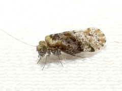 Trichadenotecnum alexanderae