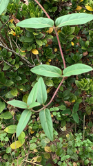 Lonicera japonica