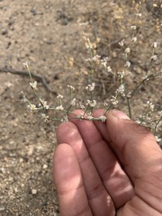 Eriogonum baileyi