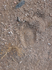 Equus zebra hartmannae