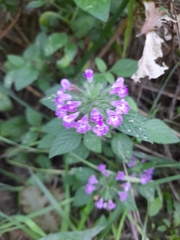 Clinopodium vulgare