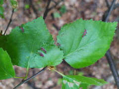 Acalitus longisetosus