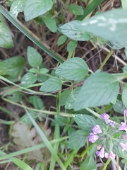 Clinopodium vulgare