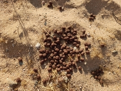 Giraffa camelopardalis