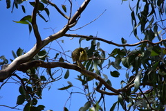 Lichenostomus melanops
