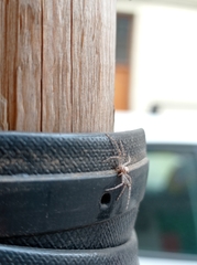 Philodromus margaritatus