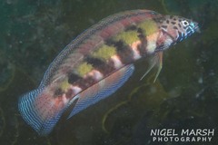 Eupetrichthys angustipes