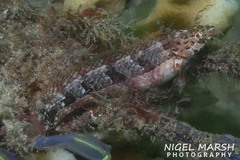 Eupetrichthys angustipes