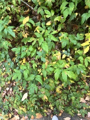 Xanthorhiza simplicissima