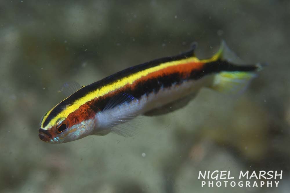 Eastern hulafish (Trachinops taeniatus) — Plesiopidae