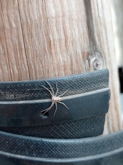 Philodromus margaritatus