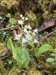 Maianthemum trifolium