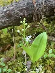 Maianthemum trifolium