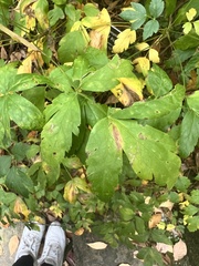 Xanthorhiza simplicissima