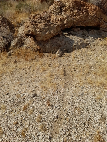 Noki (Petromus typicus)