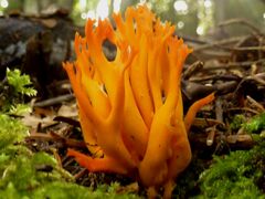 Agaricomycotina