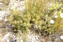 Serruria inconspicua