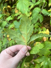 Xanthorhiza simplicissima