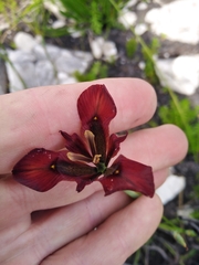 Moraea lurida