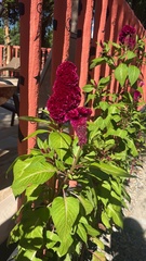 Celosia spicata