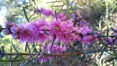 Hypocalymma robustum
