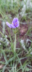Aristea abyssinica