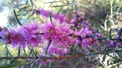 Hypocalymma robustum