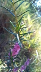 Hypocalymma robustum