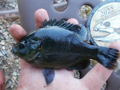 Lepomis miniatus