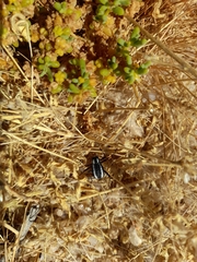 Stenocara gracilipes