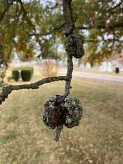 Callirhytis quercuspunctata