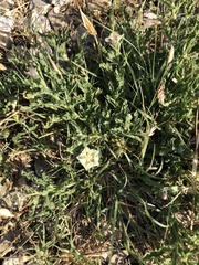 Chamaesaracha coniodes