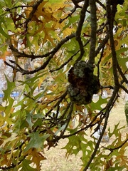 Callirhytis quercuspunctata