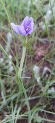 Aristea abyssinica