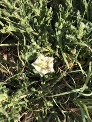 Chamaesaracha coniodes