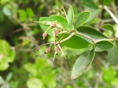 Berberis laurina