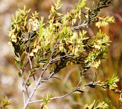 Diospyros glabra