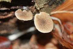Pluteus thomsonii