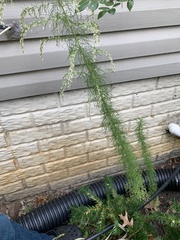 Eupatorium capillifolium
