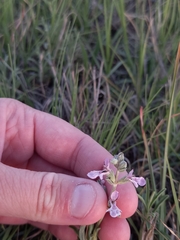 Stachys rugosa