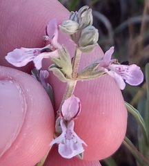 Stachys rugosa