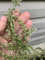 Eupatorium capillifolium