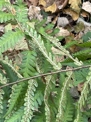 Dryopteris celsa