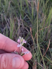 Stachys rugosa